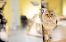 猫咪博物馆5