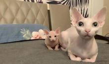 猫咪博物馆7