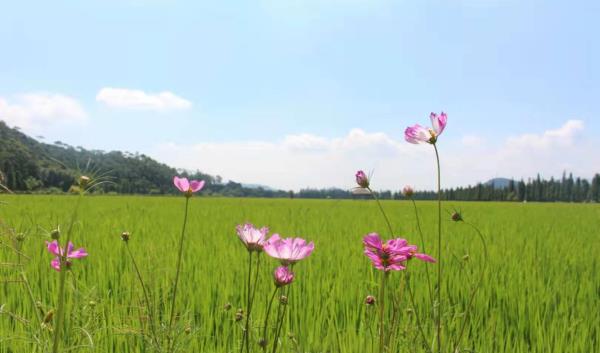 十里莲江