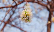 桃花堤公园13