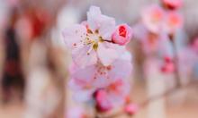 桃花堤公园9