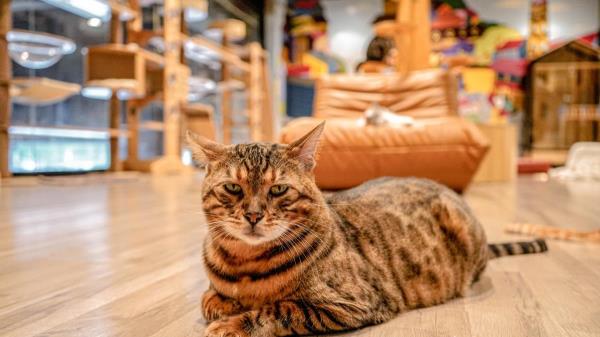 火车头猫咪世界