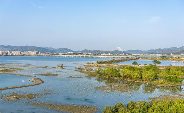 苏埃湾红树林湿地