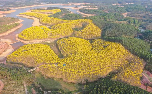 黄花风铃生态园