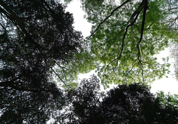镇山国家森林公园
