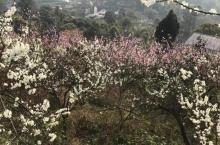 石鱼花果山4
