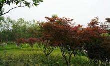云树公园3