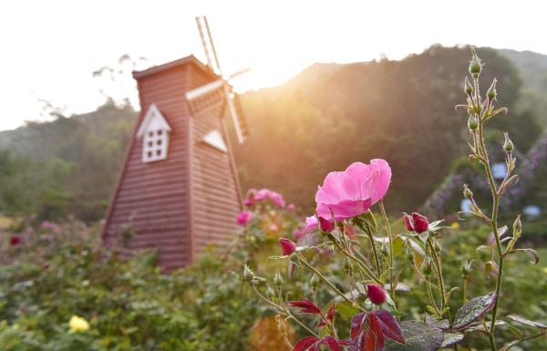 茶山樱花谷