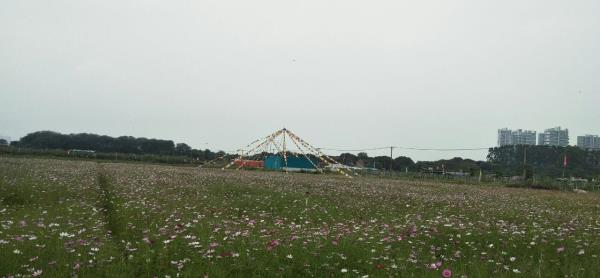 花千谷格桑花世界