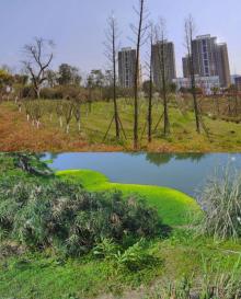 百岁溪湿地公园5