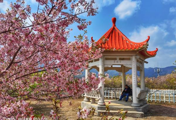 清流赖坊樱花园