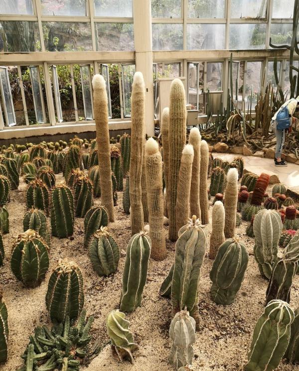 多浆植物展馆