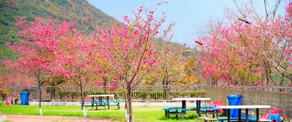 良山樱花观赏园