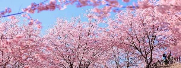 仙居山樱花园