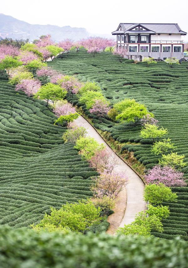 永福花乡