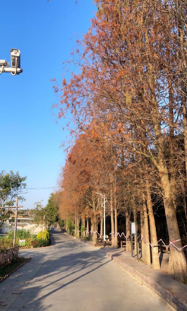 田心林场
