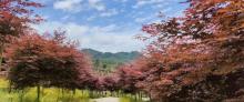 石里红枫乡村旅游度假区3