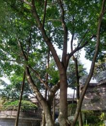 双龙湖公园2