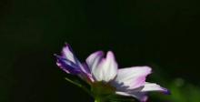 盛世花都翰林院1