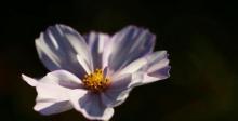 盛世花都翰林院2