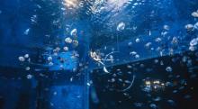 极海潜水俱乐部（汉海海洋公园潜店）3