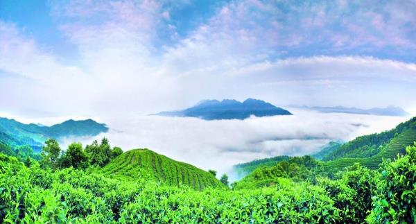 南山茶海景区
