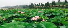 香水百荷22