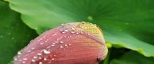 香水百荷10