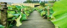香水百荷17