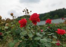 山城玫瑰花海10