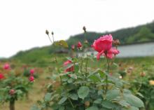 山城玫瑰花海9