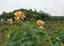 山城玫瑰花海6