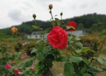 山城玫瑰花海5
