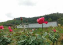 山城玫瑰花海7