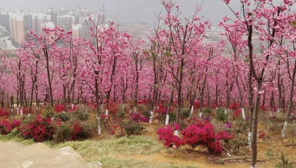 福建东山国家级森林公园