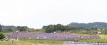 横山花仙谷29
