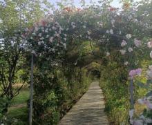 官村景区1