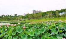 三合湖湿地公园1