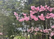 苓茏苑3
