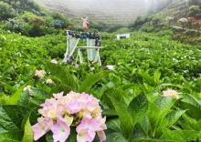 巴南石龙绣球花海1