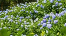 巴南石龙绣球花海5