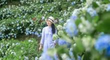 巴南石龙绣球花海4