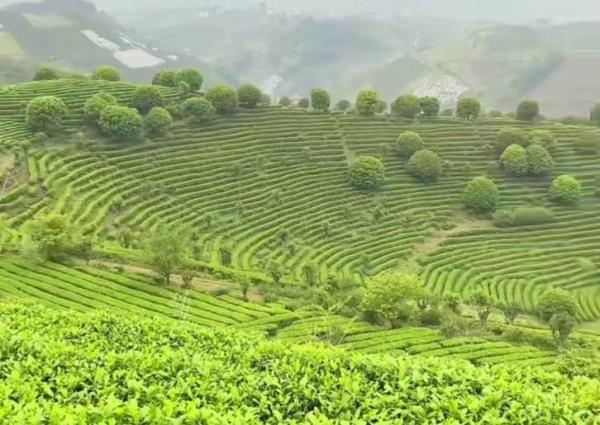 阳朔茶观园景区