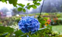 大木林下花园7