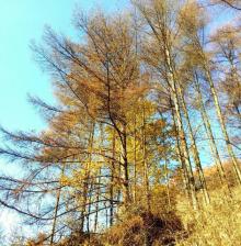梨子坪森林公园3