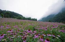 百花谷旅游度假区5