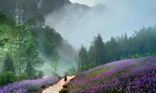 百花谷旅游度假区4