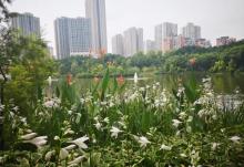 大渡口公园13