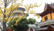 铁山坪森林公园15