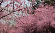 照母山森林公园25